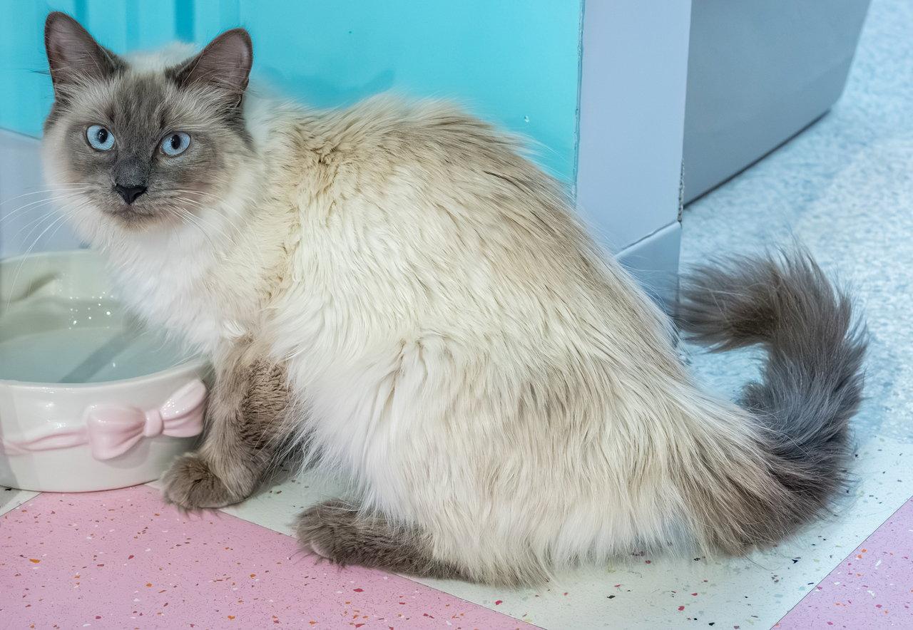 Momma Mia - KBC, a Adopted mixed breed in Dublin, OH image 3/3