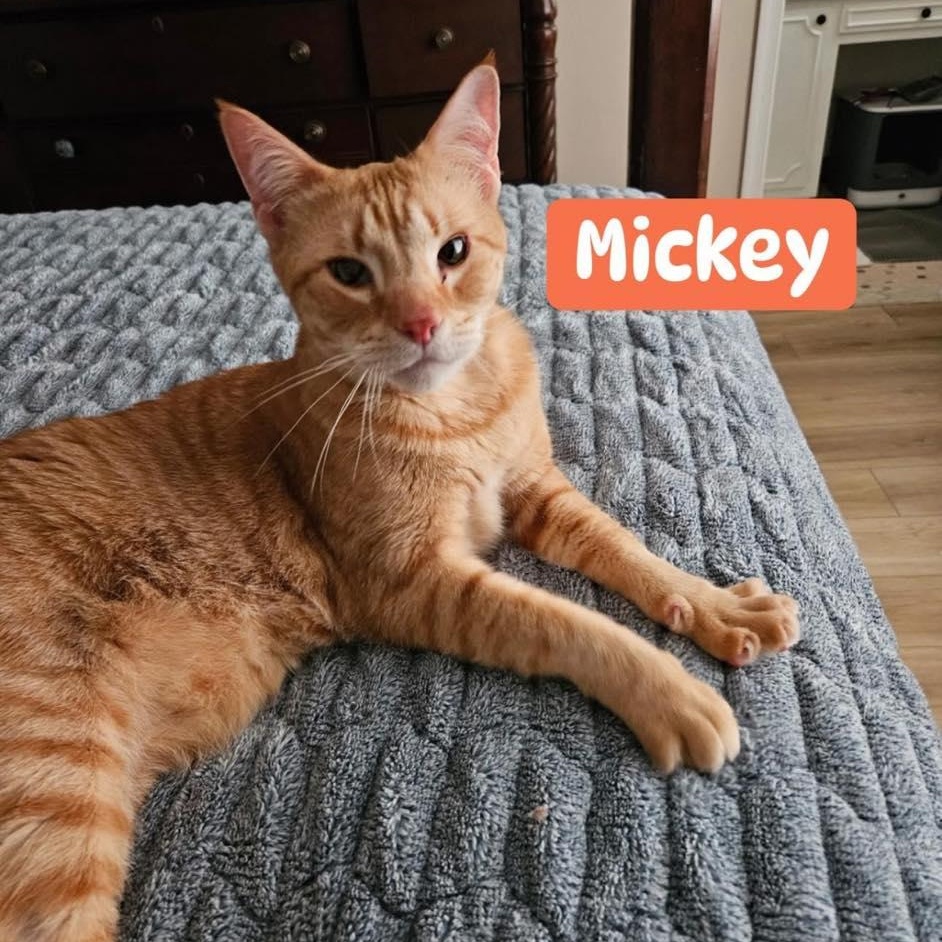 Mickey, ADOPTABLE, Adult Male Domestic Short Hair.