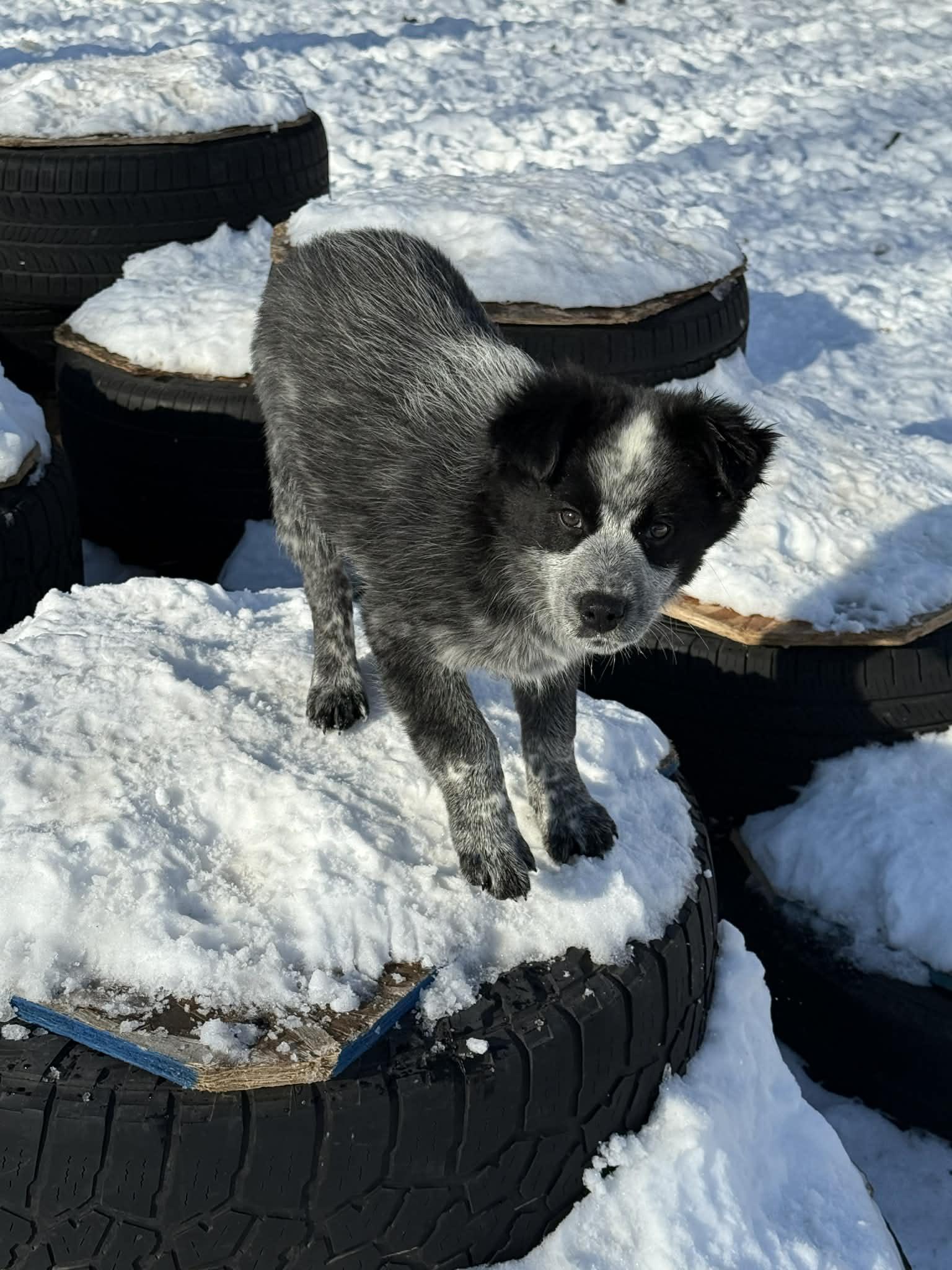 Meri , ADOPTABLE, Puppy Female Australian Shepherd.