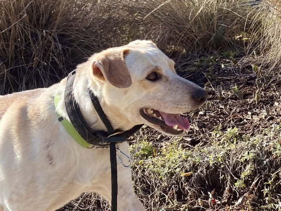 Sparky, Adoptable, Adult Male Labrador Retriever & Australian Cattle Dog / Blue Heeler.