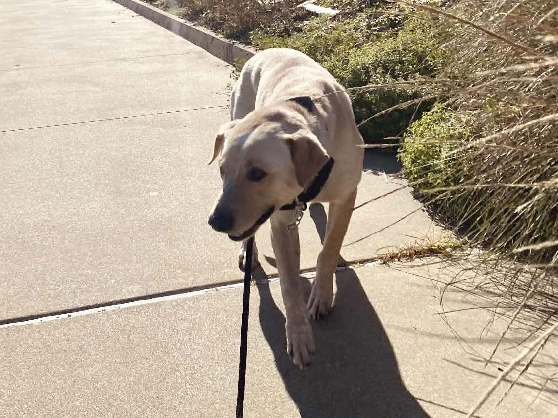 Enlarge Sparky, a Adoptable mixed breed in The Woodlands, TX image 2/3