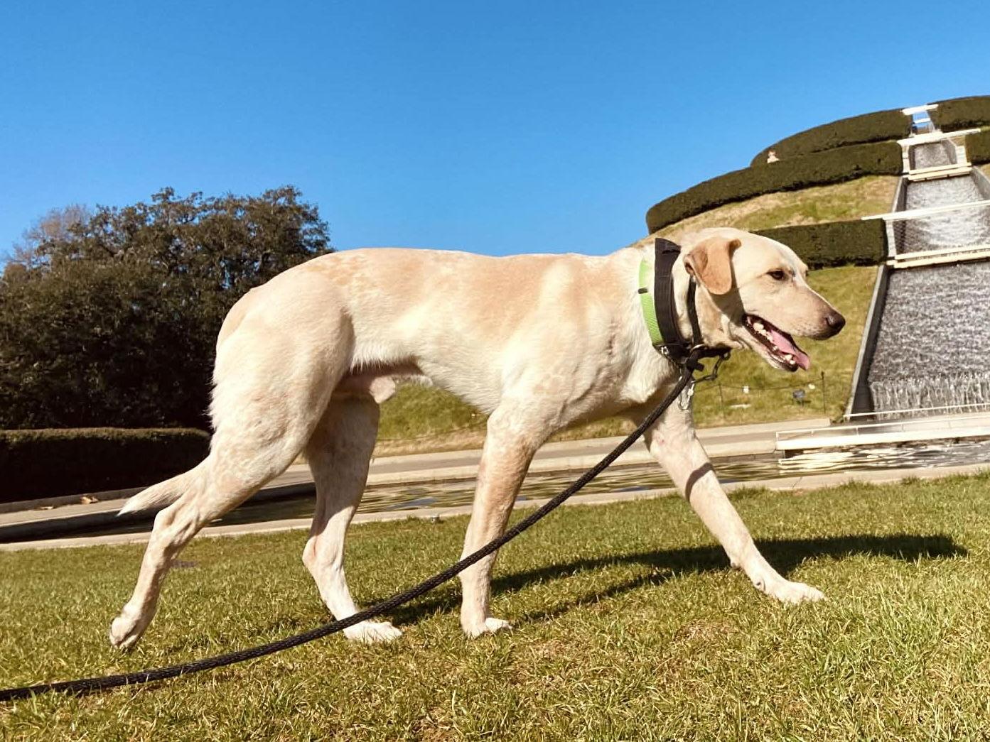 Enlarge Sparky, a Adoptable mixed breed in The Woodlands, TX image 3/3