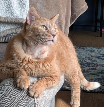 Chester — thumbnail 2