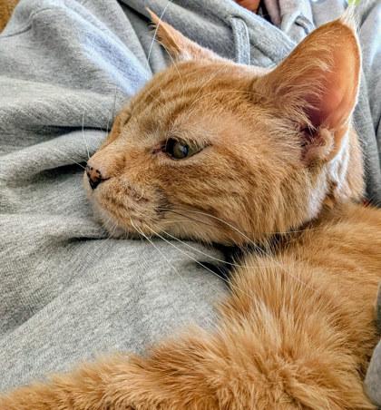 Chester — thumbnail 3