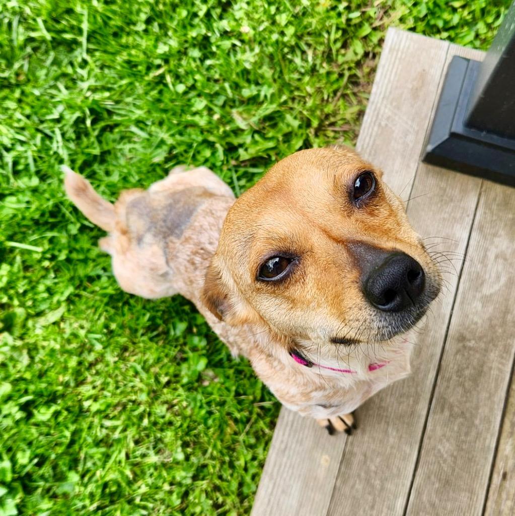 Enlarge Gigi, a Adoptable mixed breed in Decatur, IN image 1/2