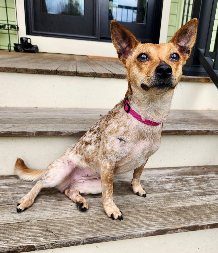 Enlarge Gigi, a Adoptable mixed breed in Decatur, IN image 2/2