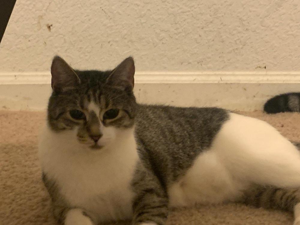 Enlarge Lady, a Adoptable Domestic Short Hair in Hudson, NH image 1/3