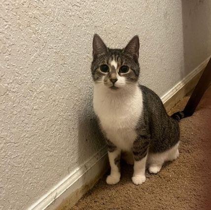 Enlarge Lady, a Adoptable Domestic Short Hair in Hudson, NH image 2/3