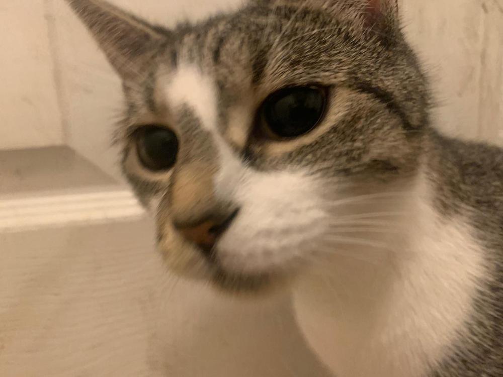 Enlarge Lady, a Adoptable Domestic Short Hair in Hudson, NH image 3/3