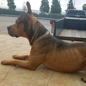 Enlarge Brooklyn, a Adoptable mixed breed in Rocklin, CA image 11/12