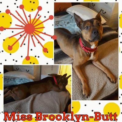 Enlarge Brooklyn, a Adoptable mixed breed in Rocklin, CA image 12/12
