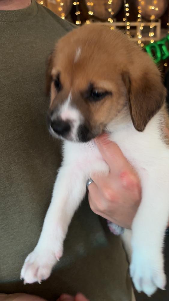 Enlarge Baby Blue Boy, a Adopted mixed breed in Wendell, NC image 1/1