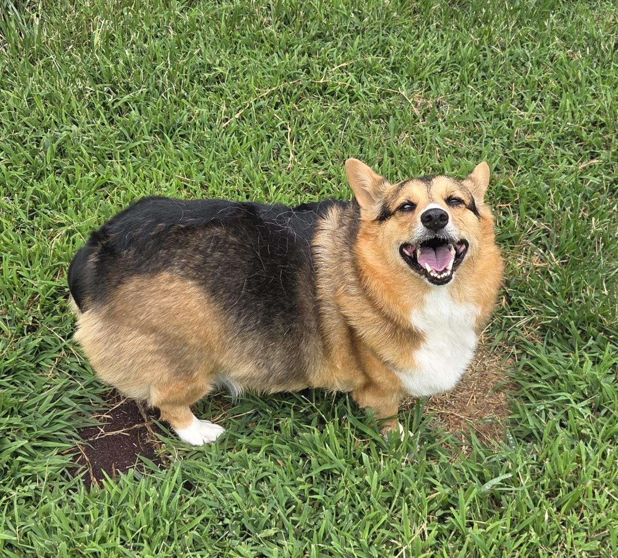 Enlarge Felix - ADOPTED!, a Adoptable Corgi in Junction City, KS image 2/4