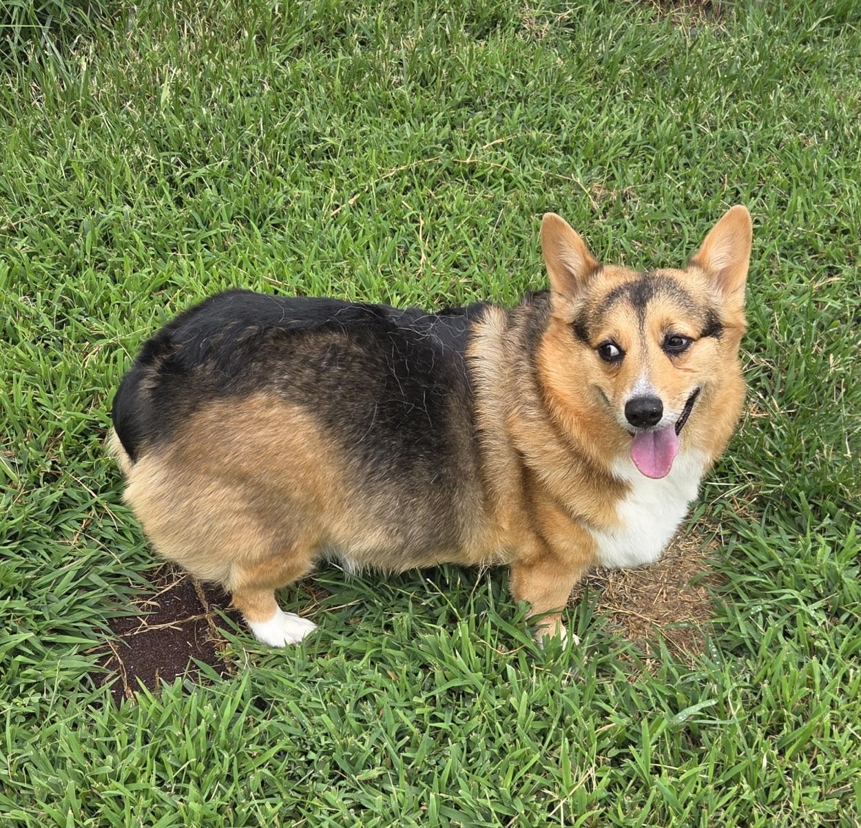 Enlarge Felix - ADOPTED!, a Adoptable Corgi in Junction City, KS image 3/4