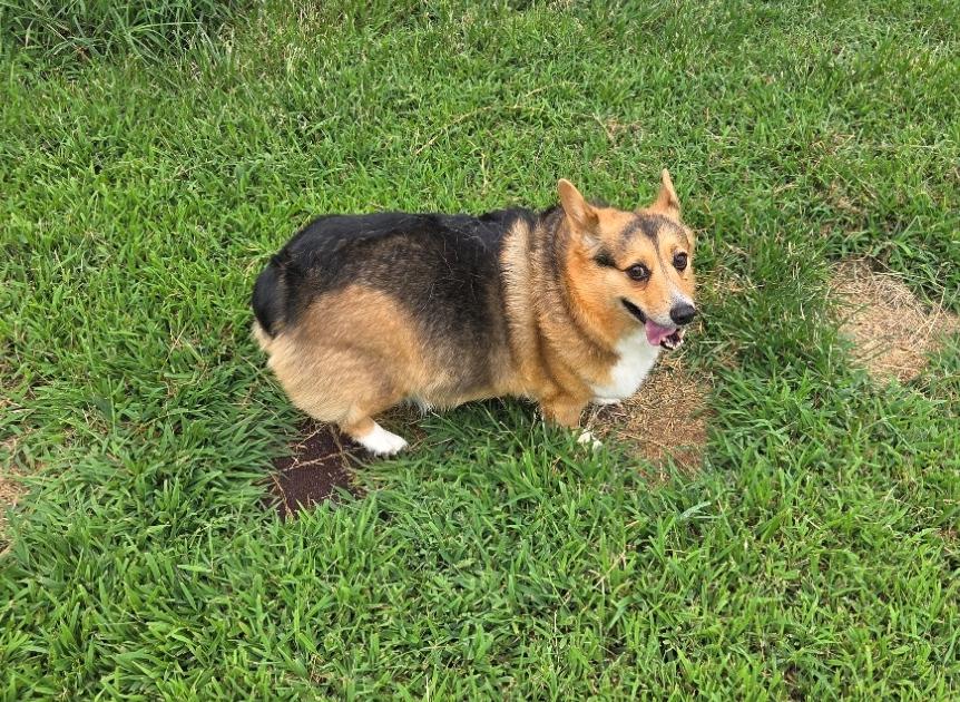 Enlarge Felix - ADOPTED!, a Adoptable Corgi in Junction City, KS image 4/4