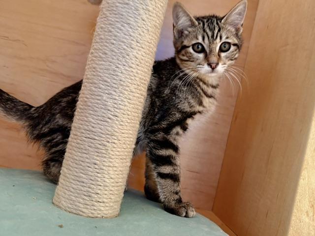HARRIET, Adoptable, Kitten Female Domestic Short Hair.