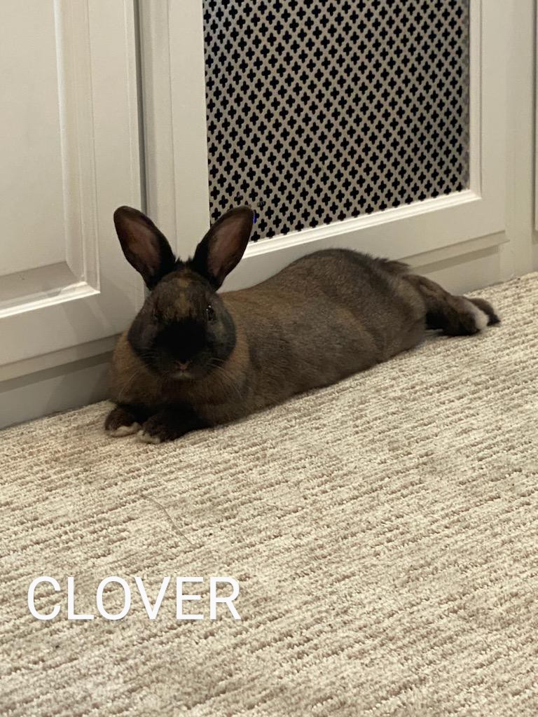 Clover, Adult Female Cinnamon