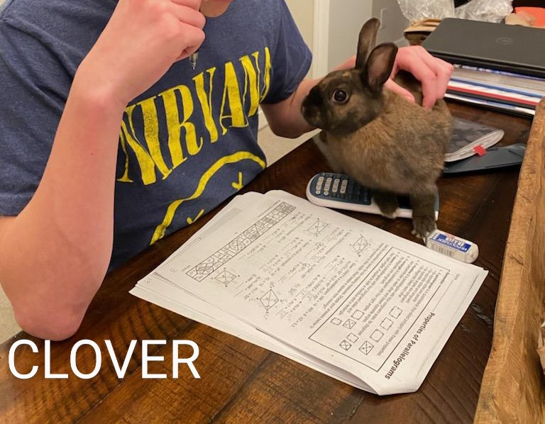 Enlarge Clover, a Adoptable Cinnamon in Lake Elsinore, CA image 2/6