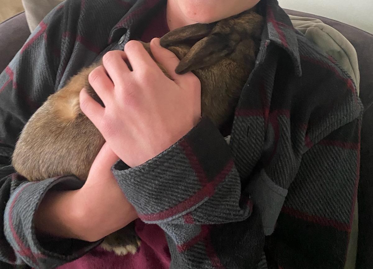 Enlarge Clover, a Adoptable Cinnamon in Lake Elsinore, CA image 3/6