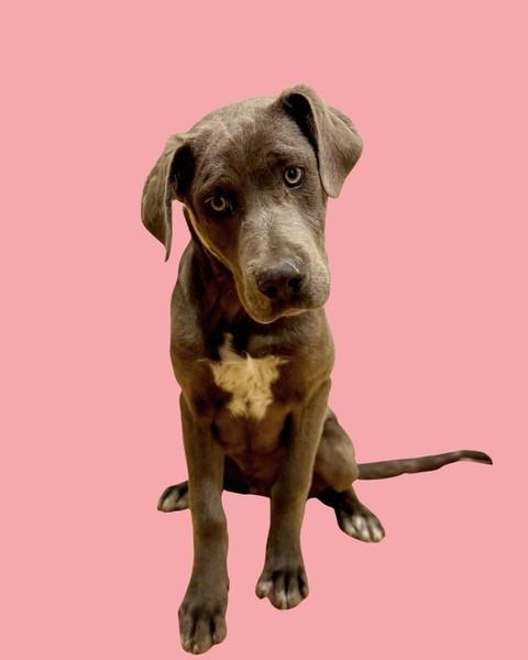 123-26, adopted, Young Male Catahoula Leopard Dog & Great Dane.