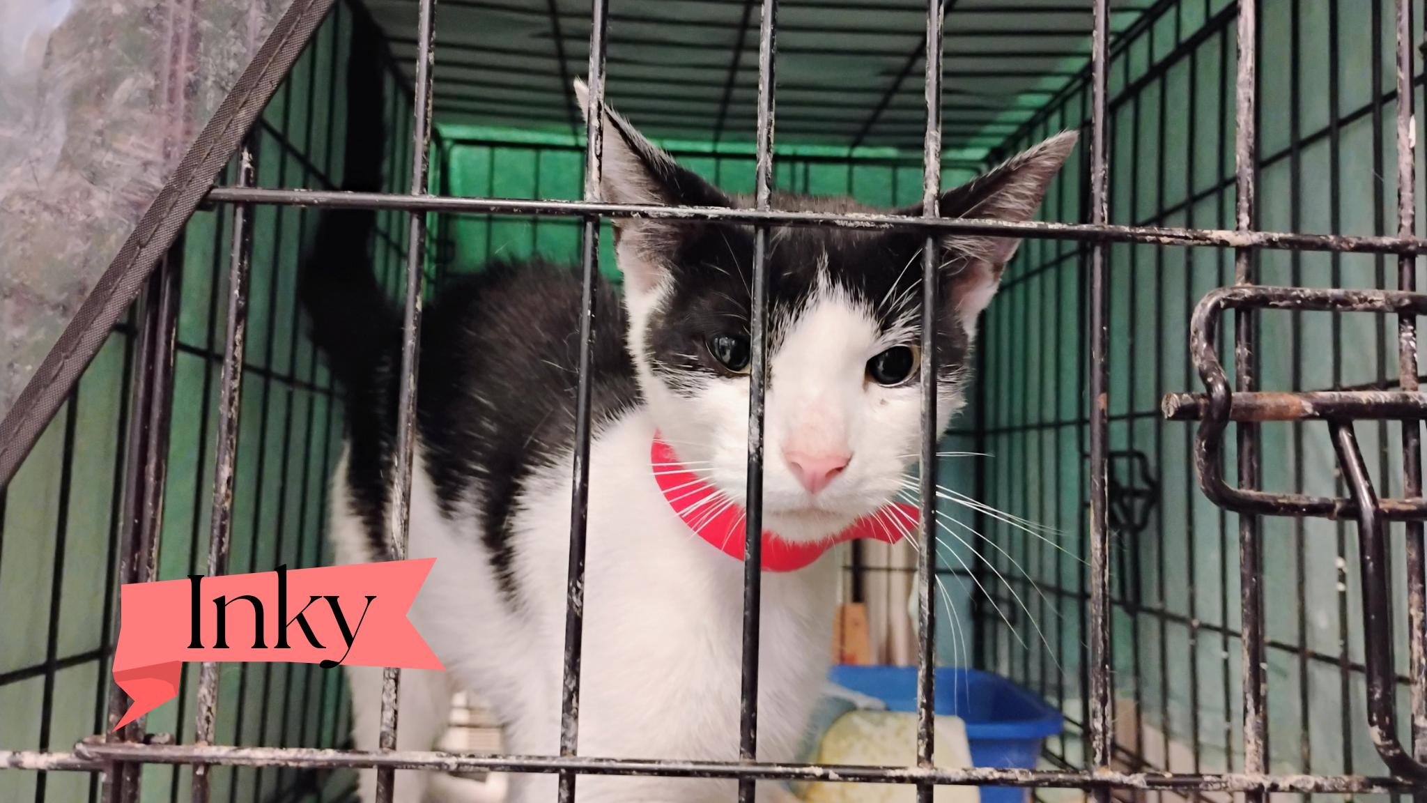 Enlarge Inky, a Adoptable Domestic Short Hair in Muncie, IN image 1/1