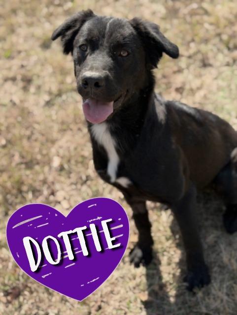 Dottie, Adoptable, Young Female Labrador Retriever.