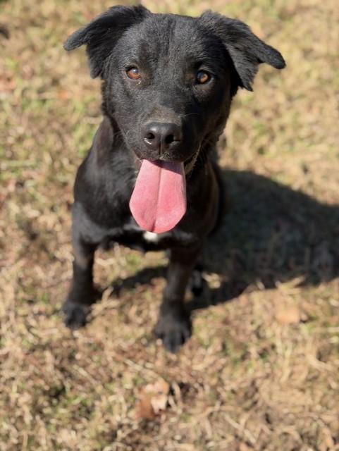 Dottie, a Adoptable mixed breed in College Station, TX image 2/4