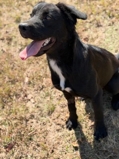 Dottie, a Adoptable mixed breed in College Station, TX image 3/4
