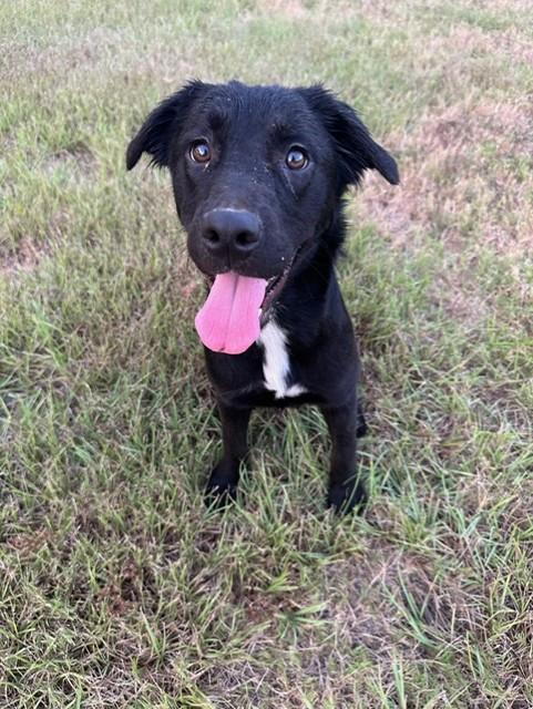 Dottie, a Adoptable mixed breed in College Station, TX image 4/4