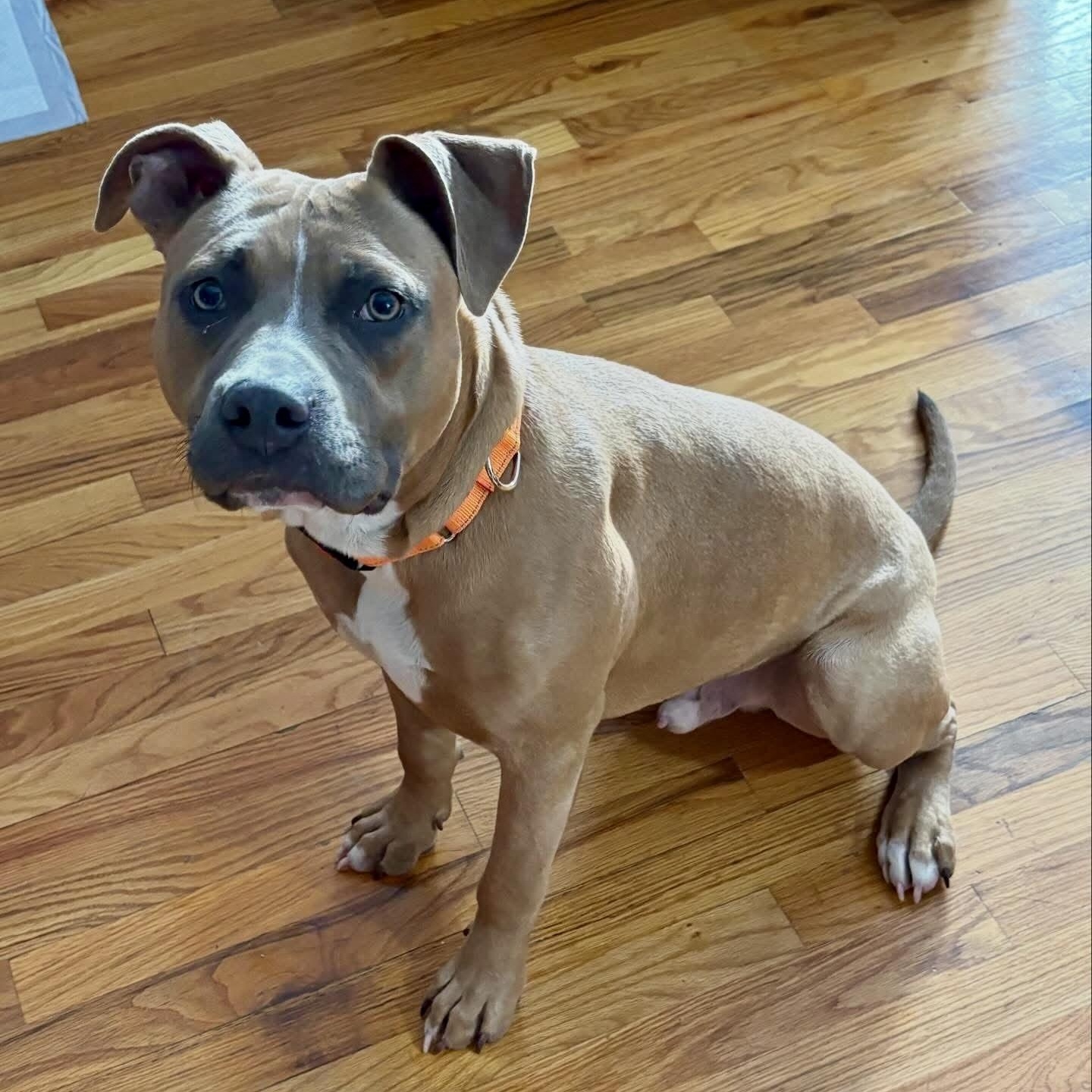 Enlarge Skipper, a ADOPTABLE Mixed Breed in Highland, NY image 6/6