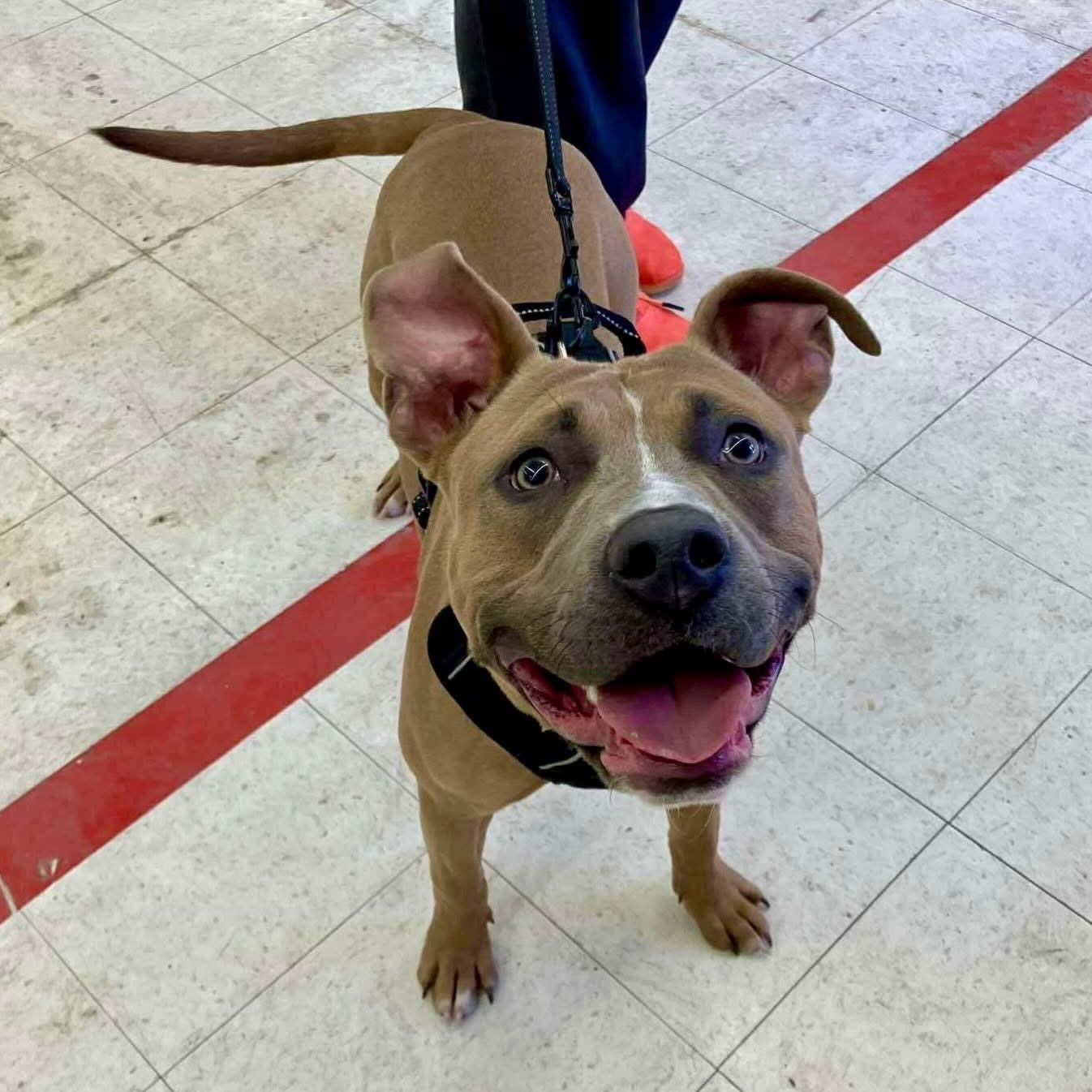 Enlarge Skipper, a ADOPTABLE Mixed Breed in Highland, NY image 5/6