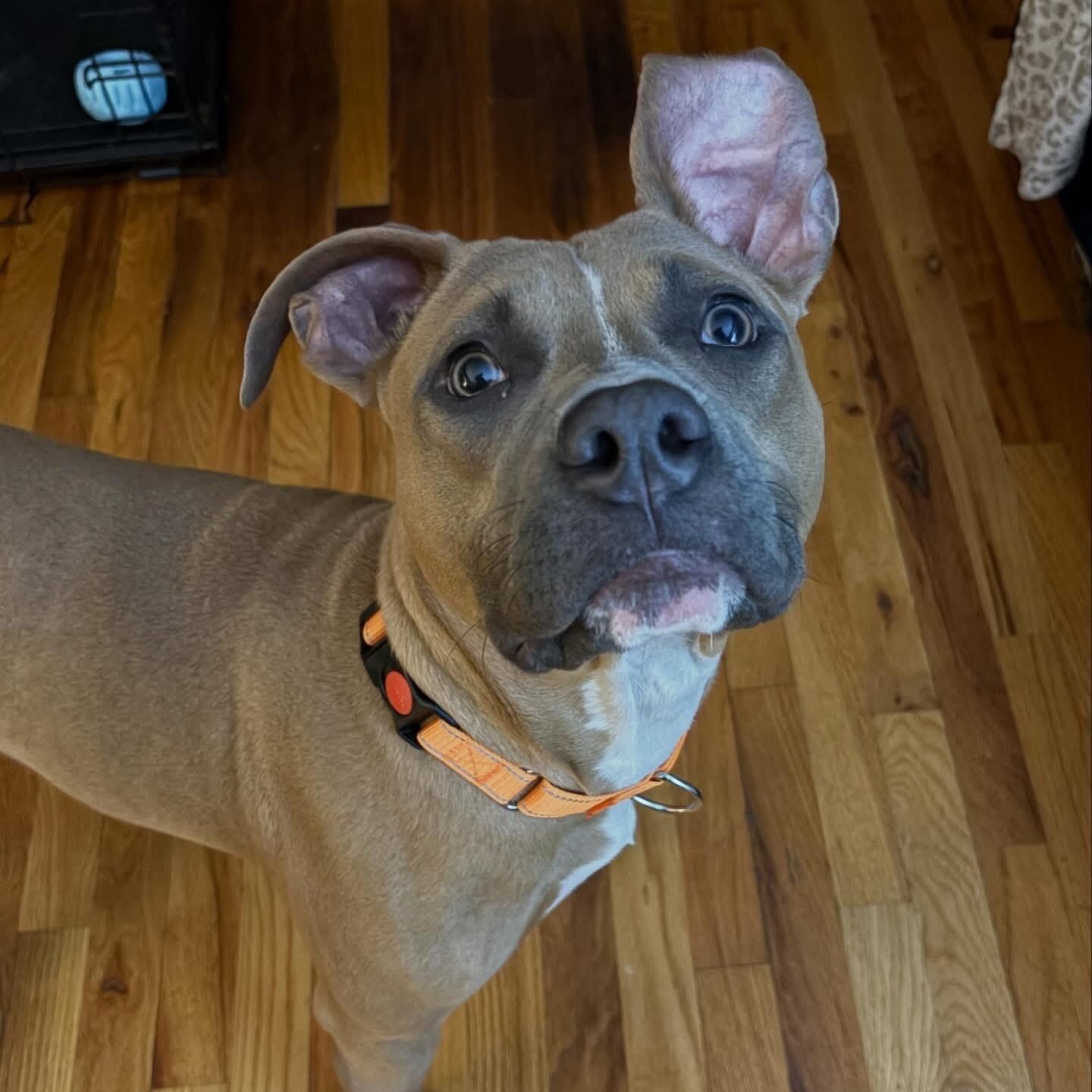 Enlarge Skipper, a ADOPTABLE Mixed Breed in Highland, NY image 4/6