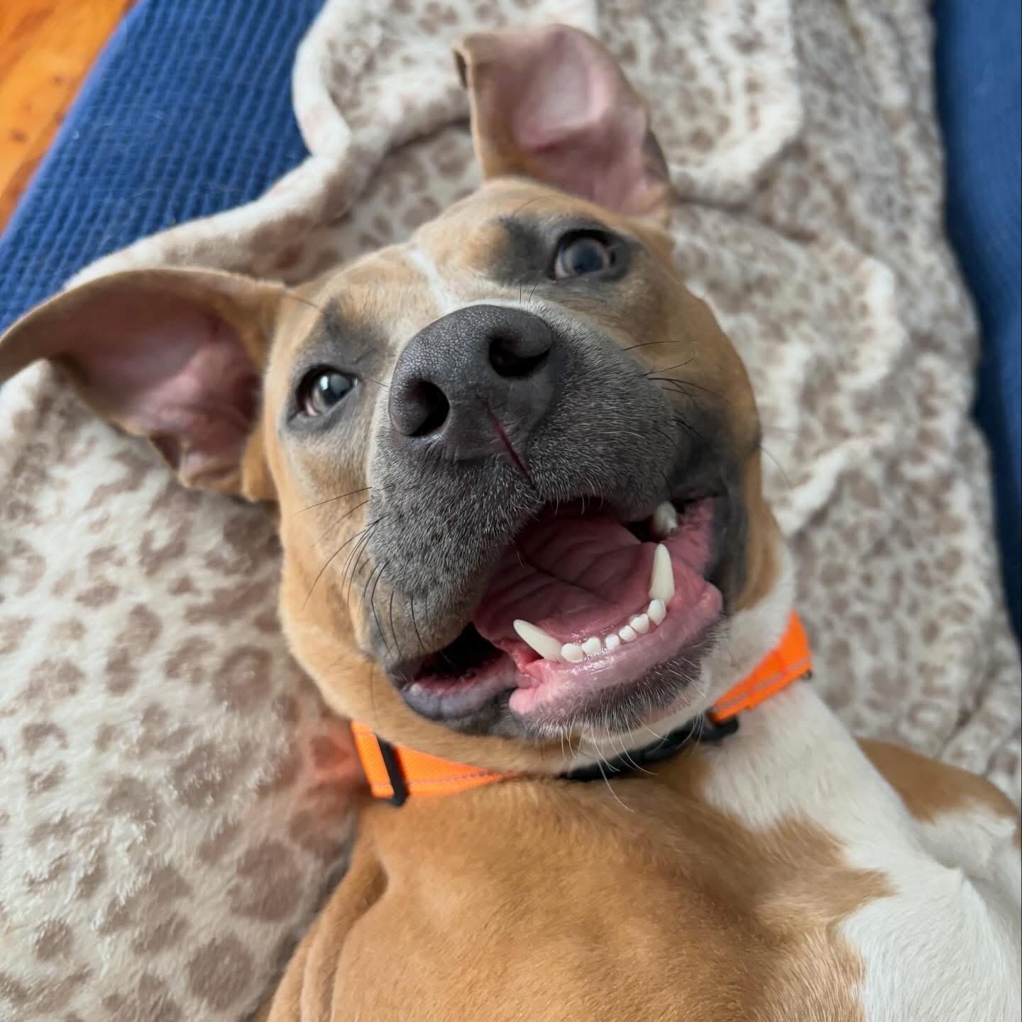 Enlarge Skipper, a ADOPTABLE Mixed Breed in Highland, NY image 3/6