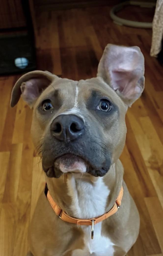 Enlarge Skipper, a ADOPTABLE Mixed Breed in Highland, NY image 2/6