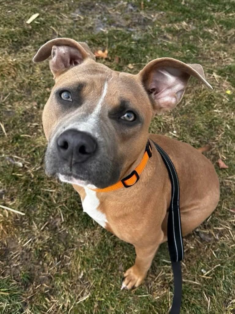 Skipper, ADOPTABLE, Puppy Male Mixed Breed.