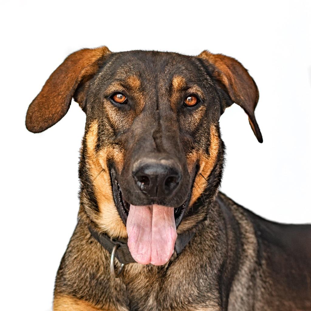 Slink, Adoptable, Young Male Shepherd.