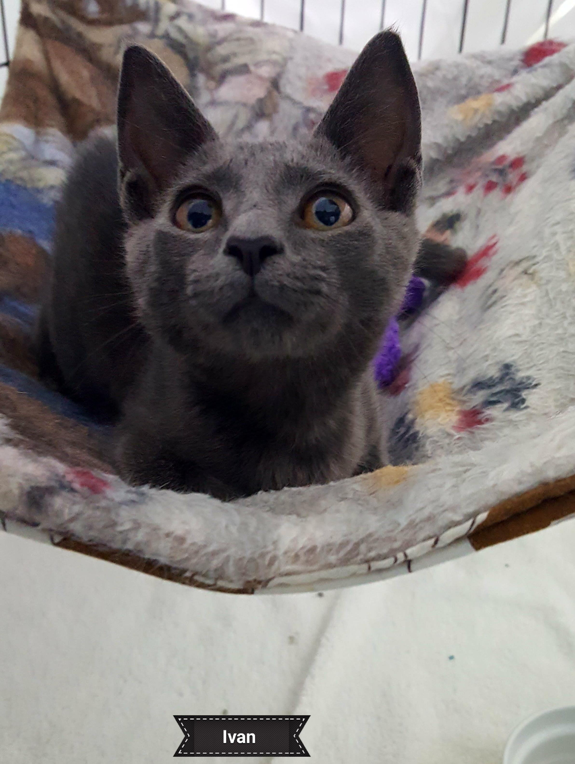 Ivan, a Adoptable Domestic Short Hair in Key Largo, FL image 1/4