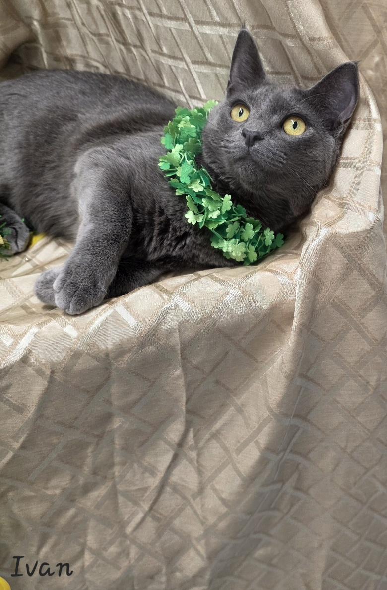 Enlarge Ivan, a Adoptable Domestic Short Hair in Key Largo, FL image 1/5