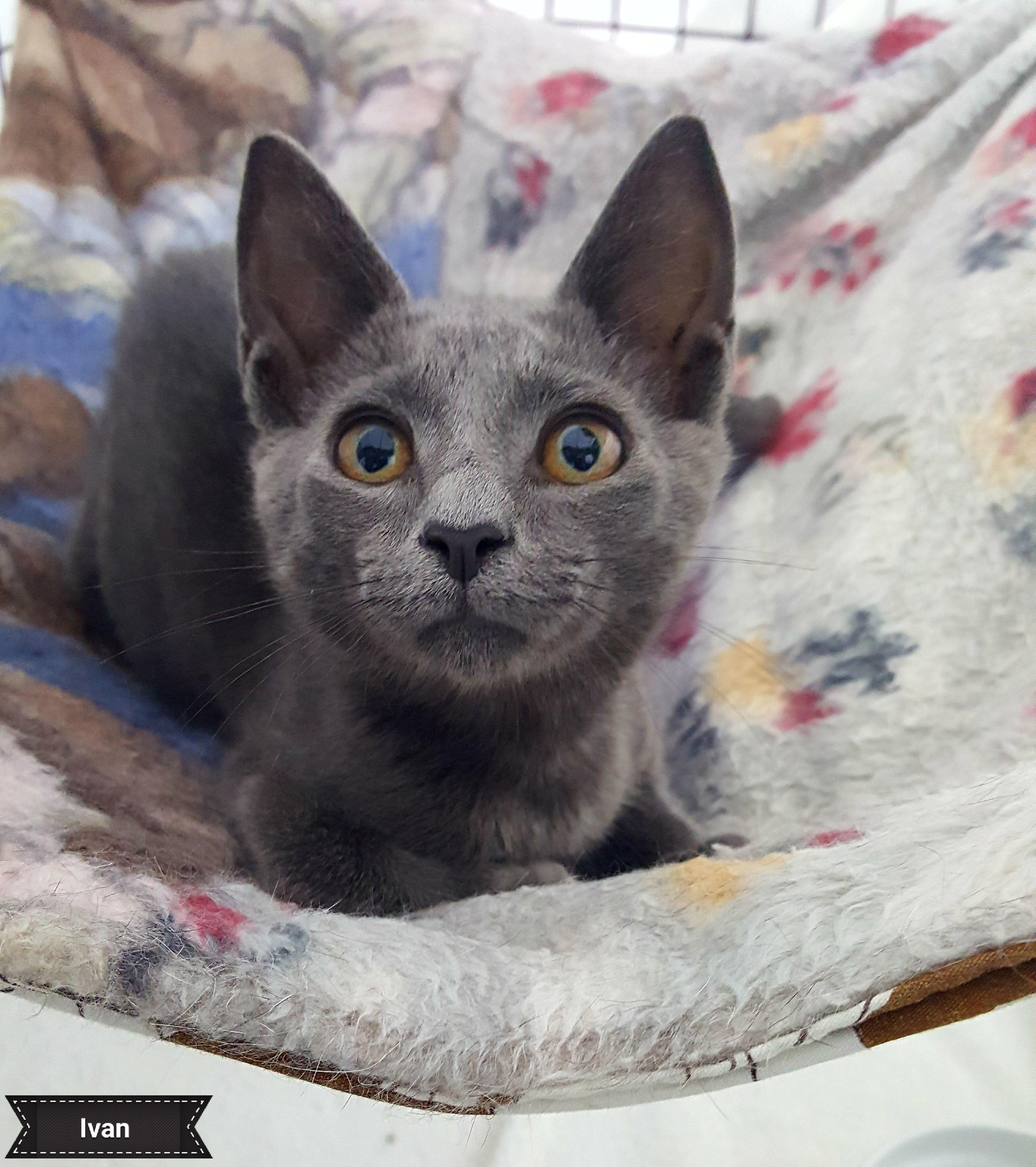 Ivan, a Adoptable Domestic Short Hair in Key Largo, FL image 2/4