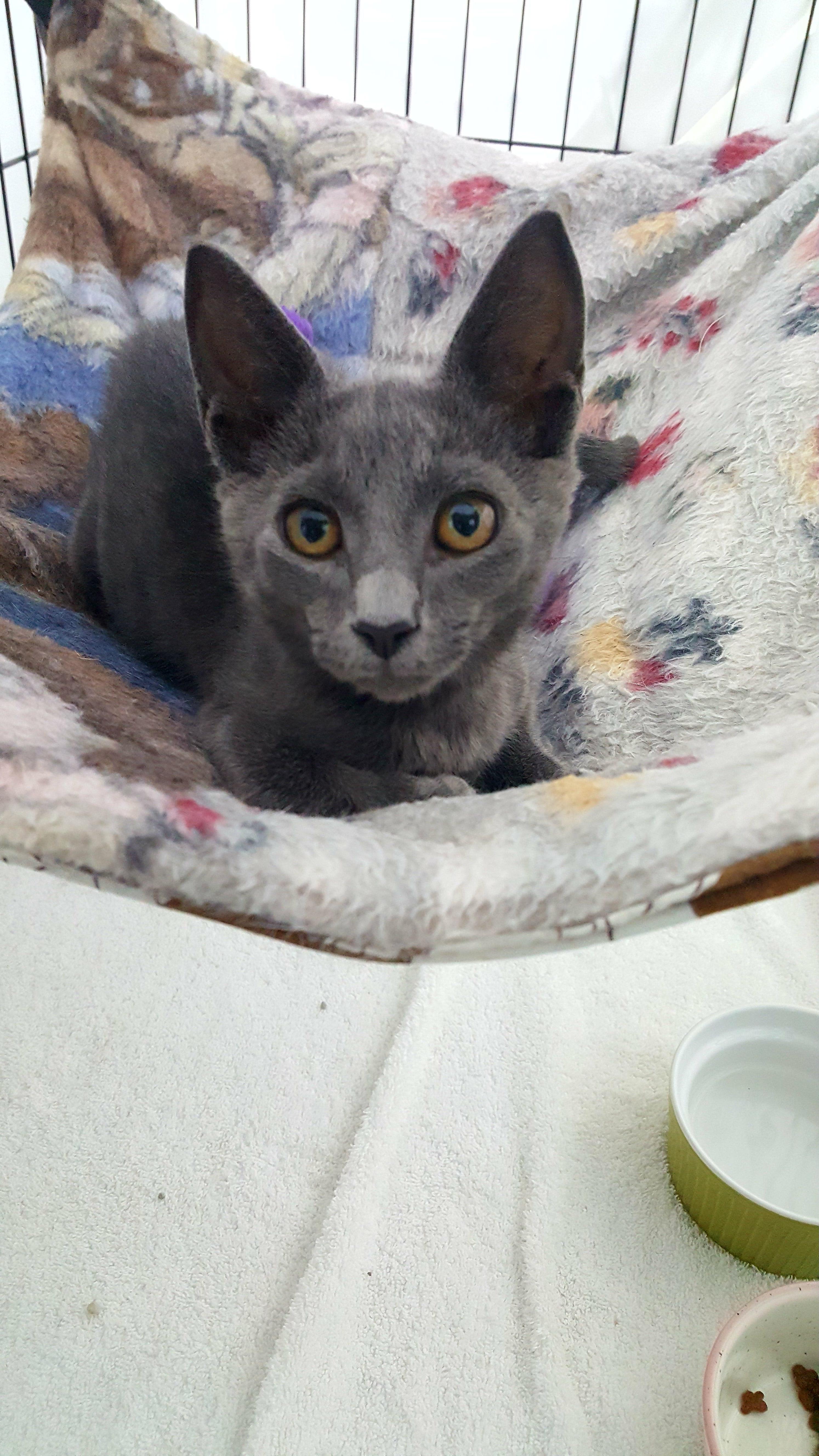 Ivan, a Adoptable Domestic Short Hair in Key Largo, FL image 3/4