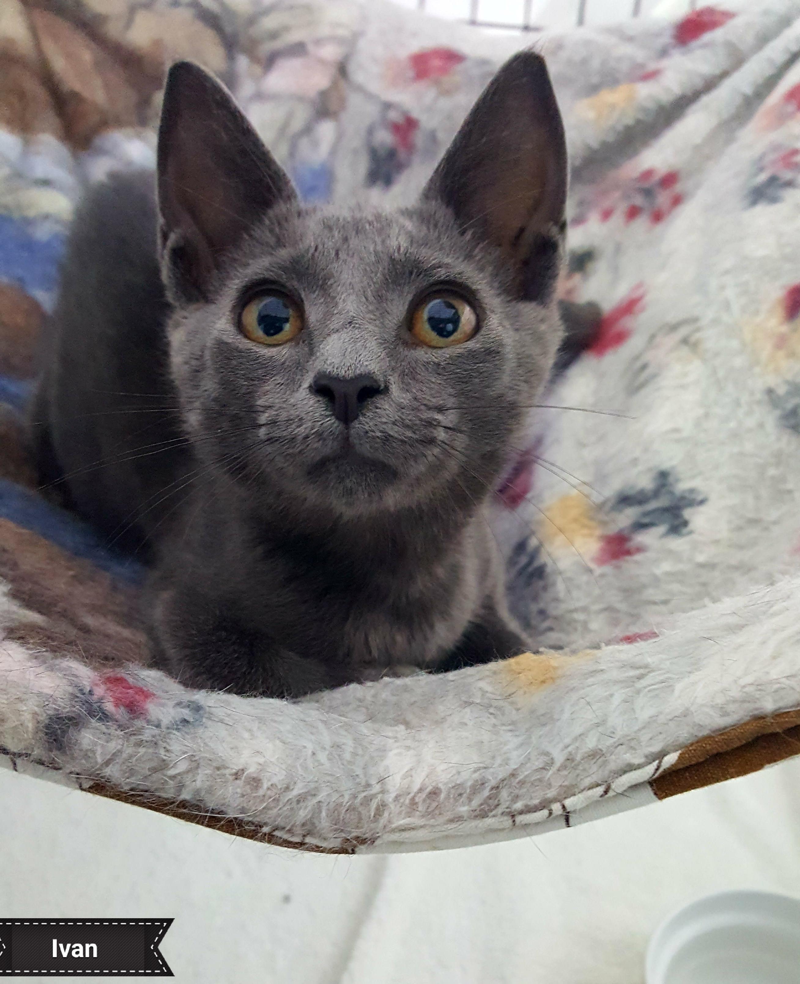 Ivan, a Adoptable Domestic Short Hair in Key Largo, FL image 4/4