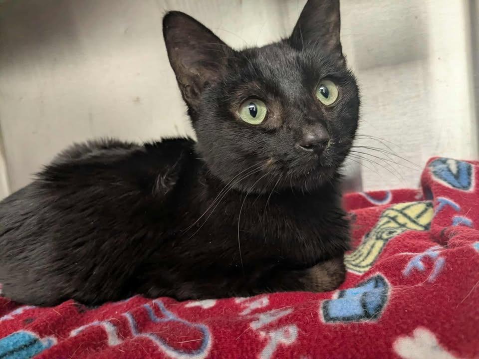 Mocha, Adopted, Adult Male Domestic Short Hair.