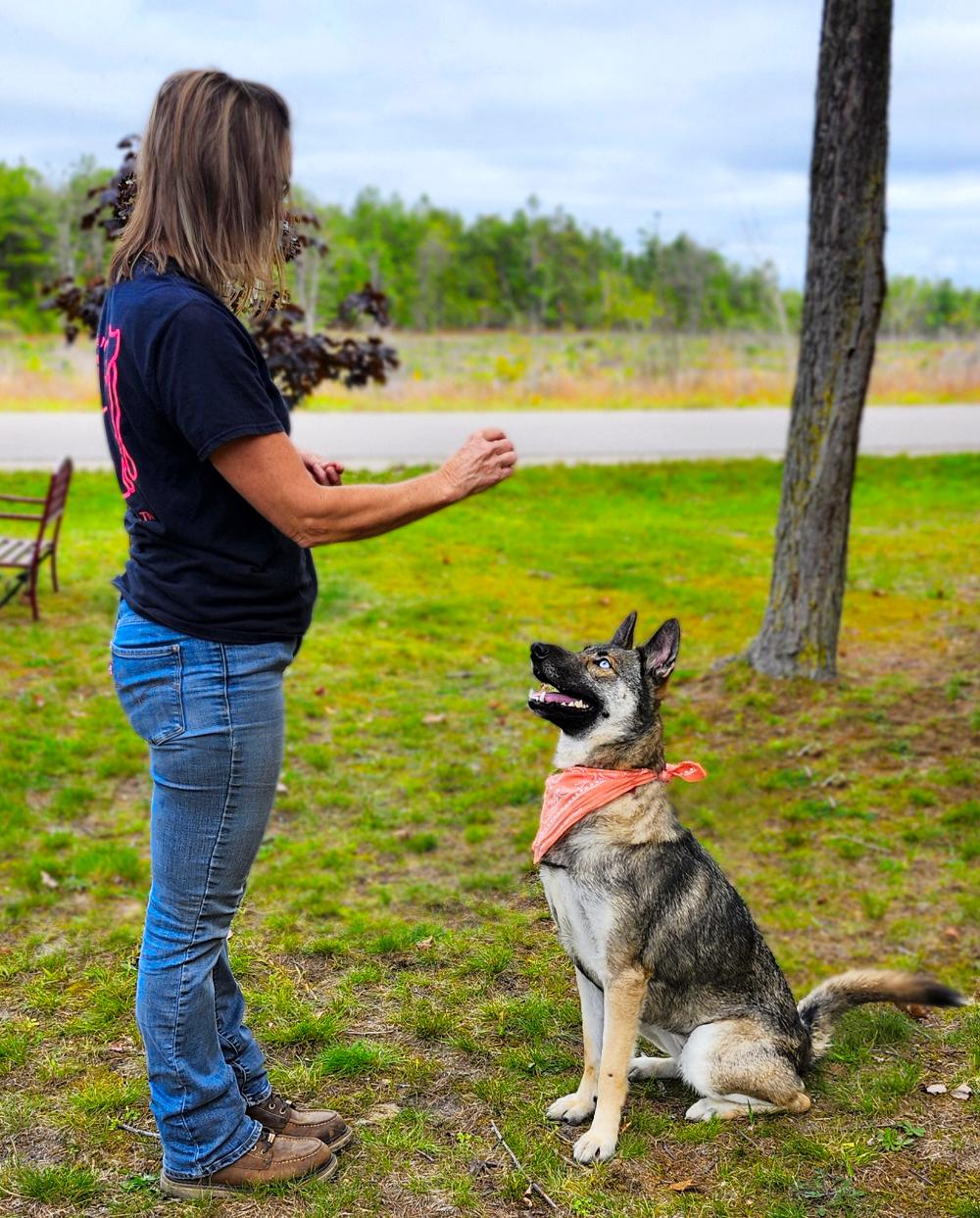 Luna, an adoptable German Shepherd Dog, Husky in Cheboygan, MI, 49721 | Photo Image 4