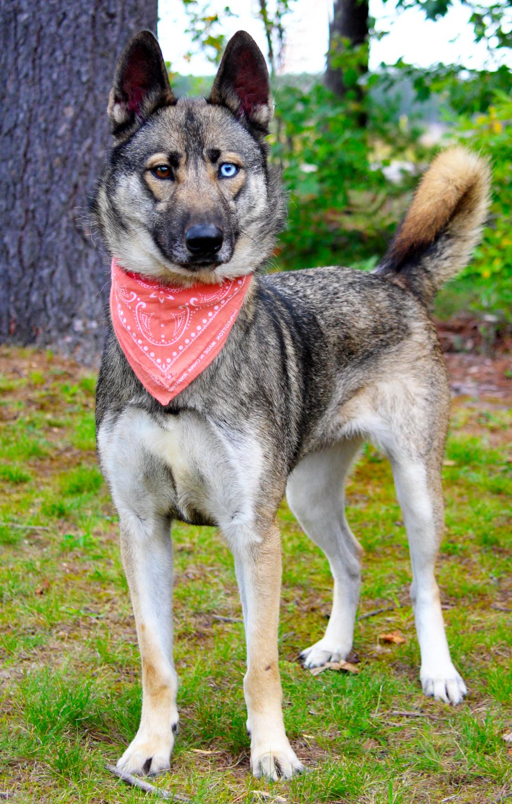 Luna, an adoptable German Shepherd Dog, Husky in Cheboygan, MI, 49721 | Photo Image 2