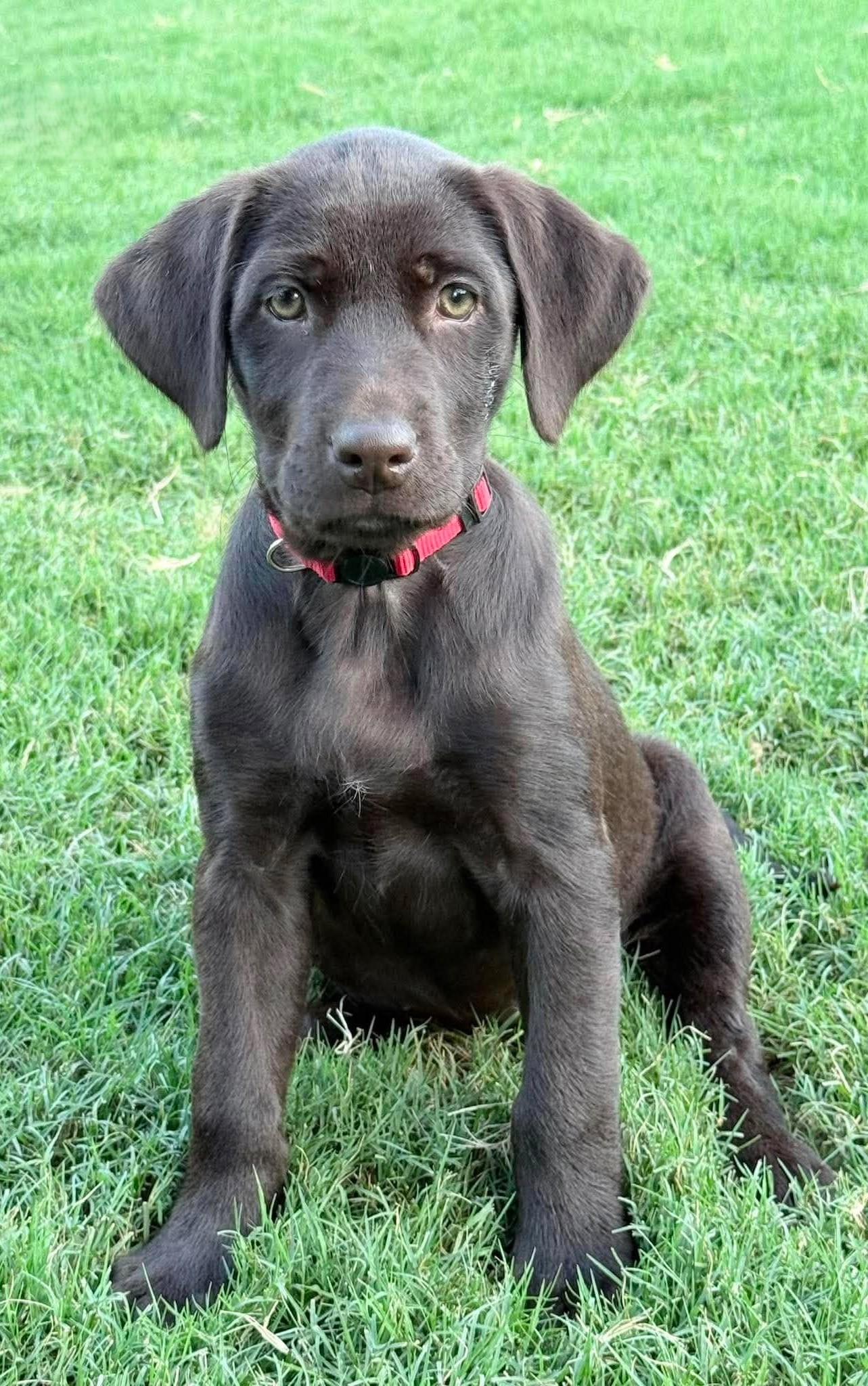 Enlarge Jane, an adopted Mixed Breed in Northwood, NH image 1/1