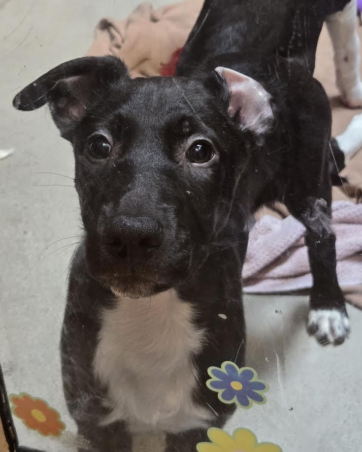 Enlarge Chuck, an adoptable mixed breed in Bellingham, WA image 1/3