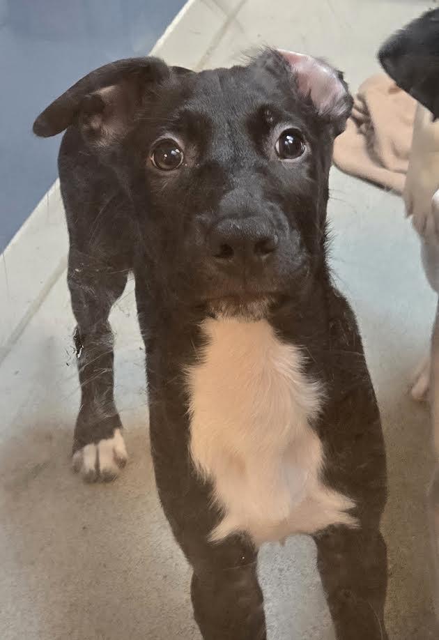 Enlarge Chuck, an adoptable mixed breed in Bellingham, WA image 2/3