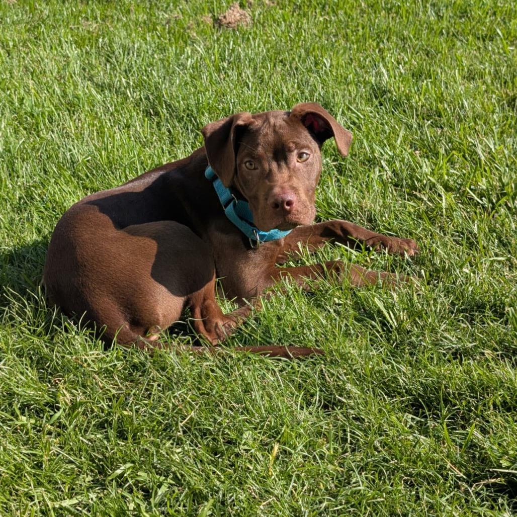 Liam, a Adoptable mixed breed in Tomball, TX image 1/4