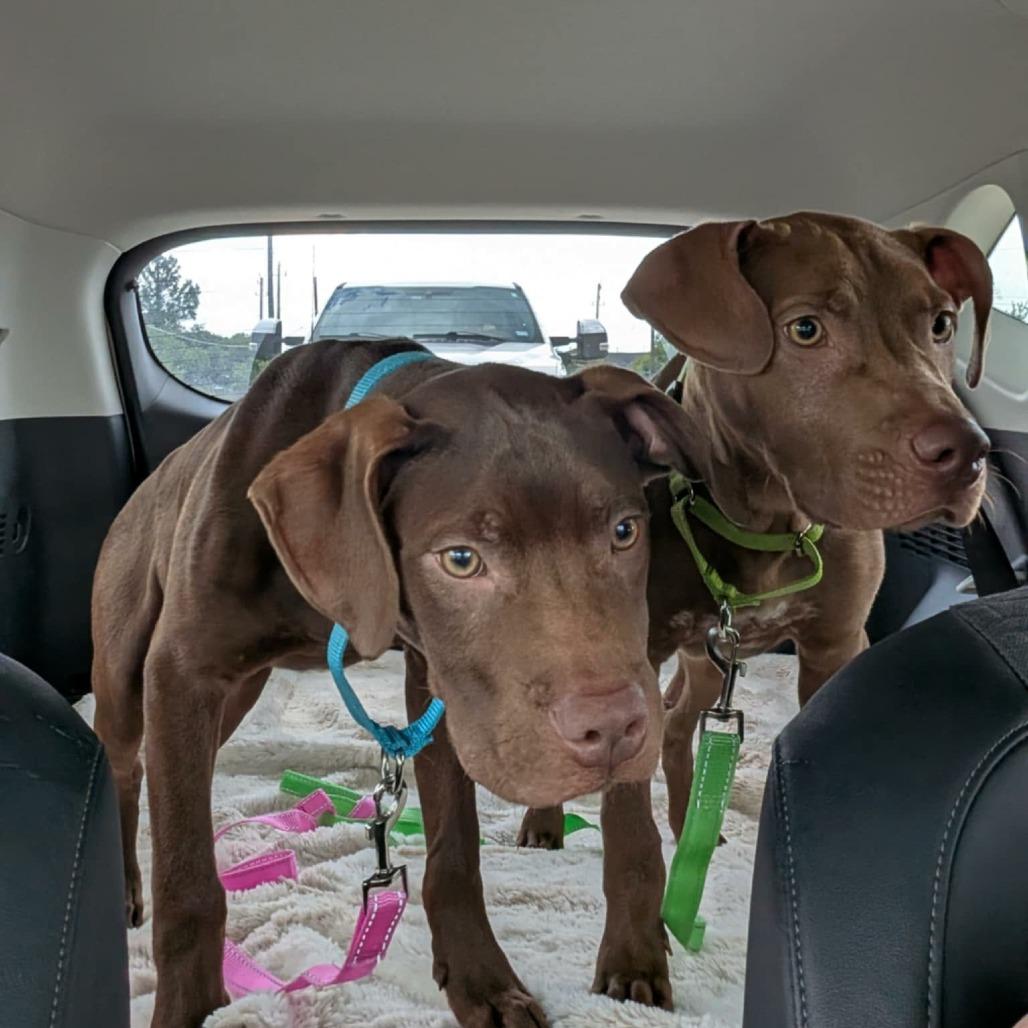 Liam, a Adoptable mixed breed in Tomball, TX image 2/4