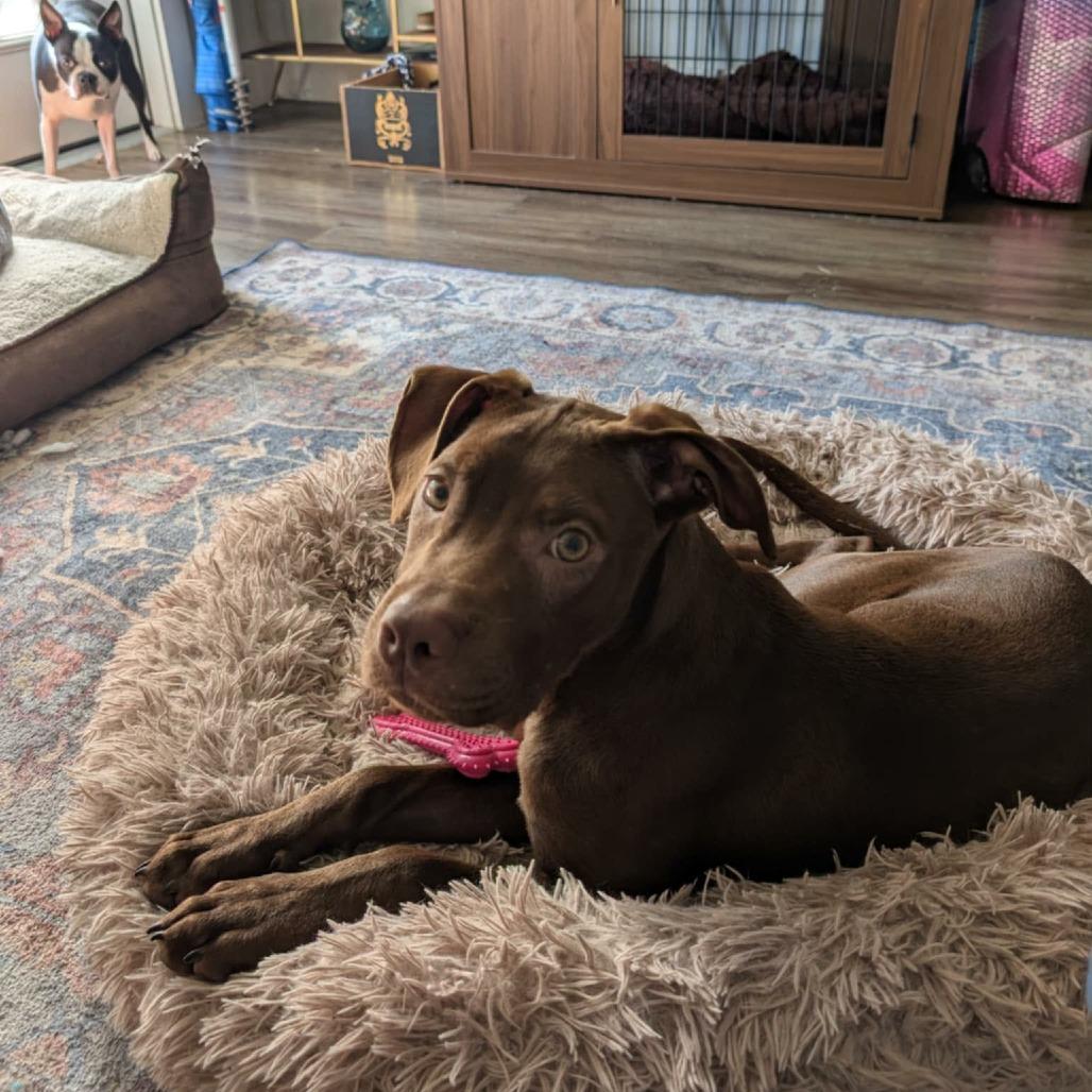 Liam, a Adoptable mixed breed in Tomball, TX image 3/4